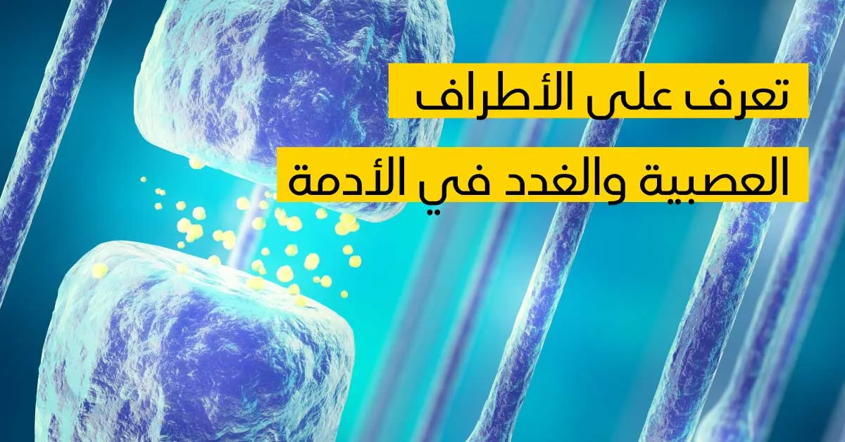تعرف على الأطراف العصبية والغدد في الأدمة